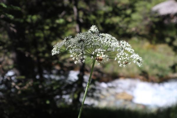 A close-up shot captures a delicate white wildflower, likely an umbellifer, with several insects actively gathering nectar